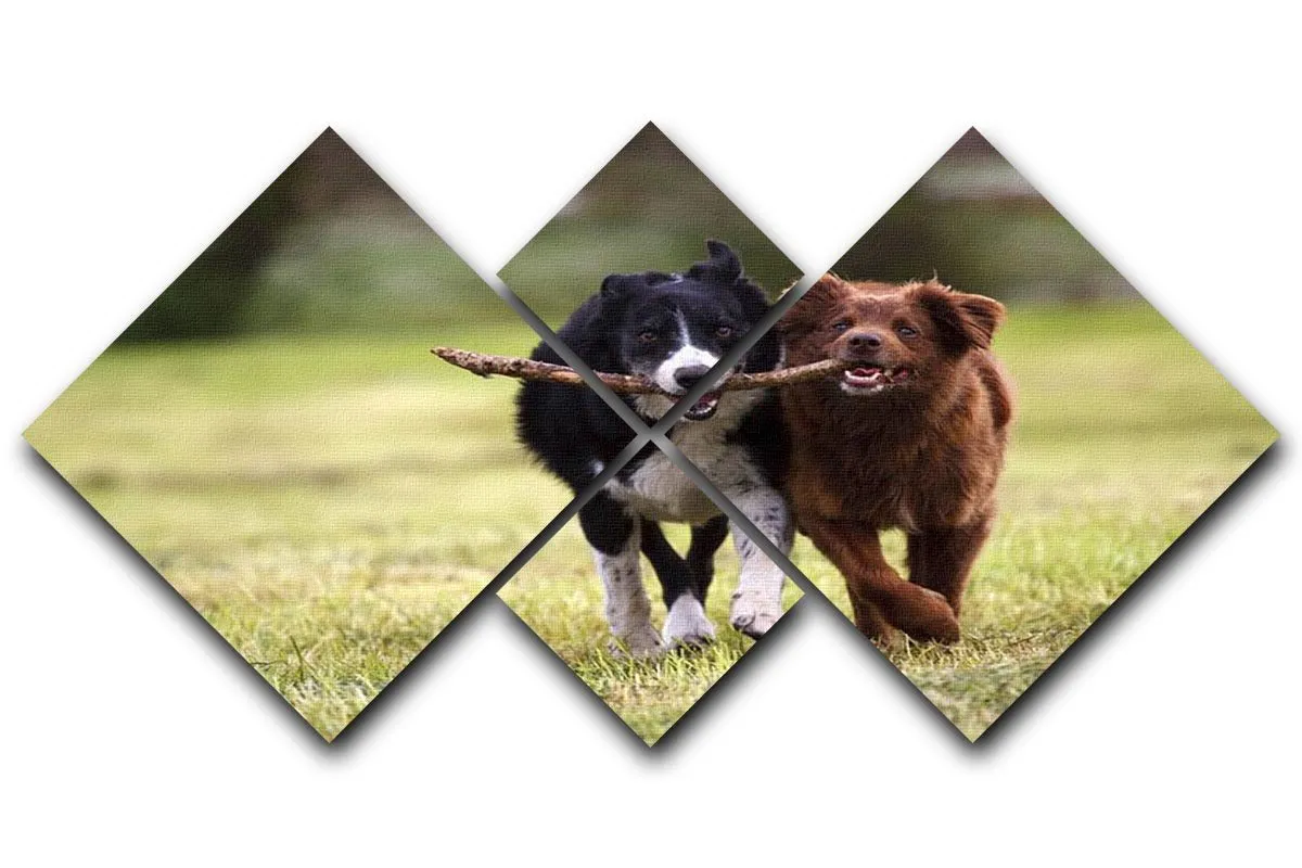 2 border collie dogs fetching a stick in open field 4 Square Multi Panel Canvas