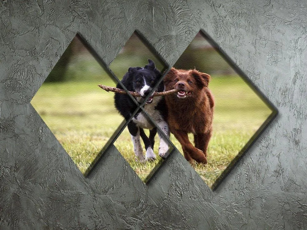 2 border collie dogs fetching a stick in open field 4 Square Multi Panel Canvas